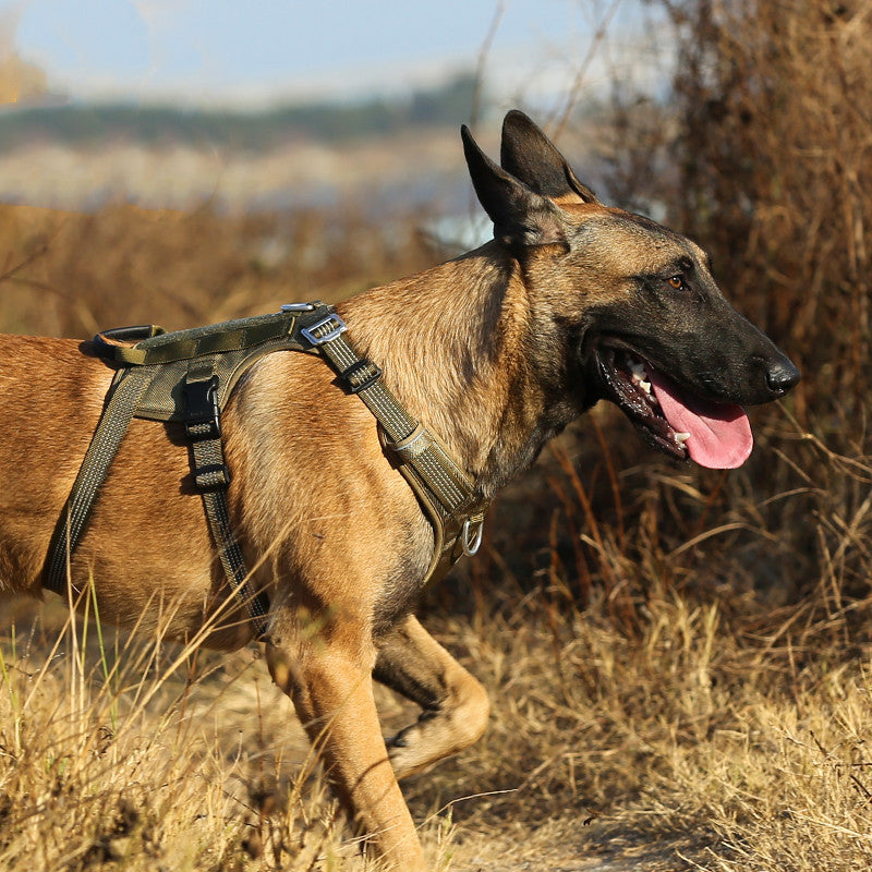 Arnés de tracción para perro – Ajustable y cómodo para paseos seguros