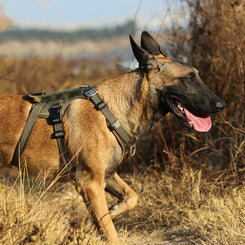 Arnés de tracción para perro – Ajustable y cómodo para paseos seguros